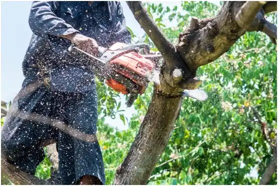 tree services Lake Preston